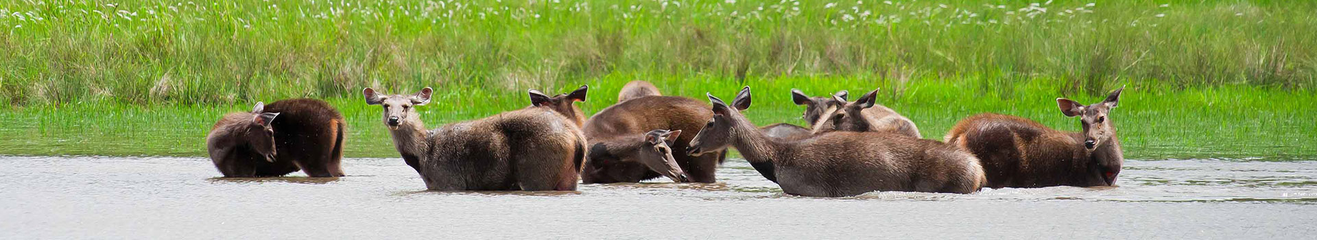 Sunderban