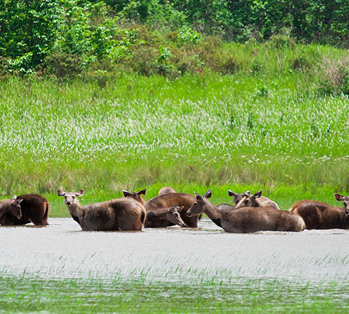 Sunderban